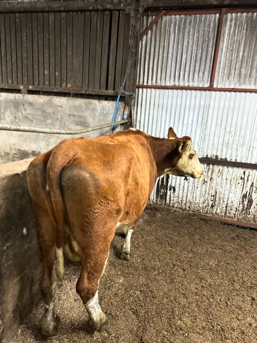 Hereford springer - Image 1