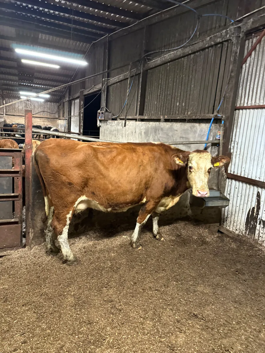 Hereford springer - Image 2