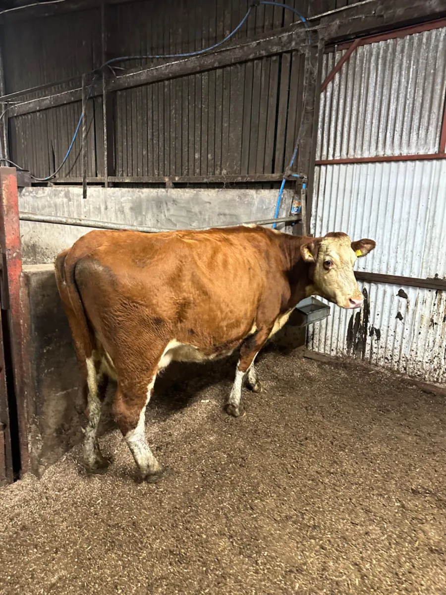 Hereford springer - Image 4
