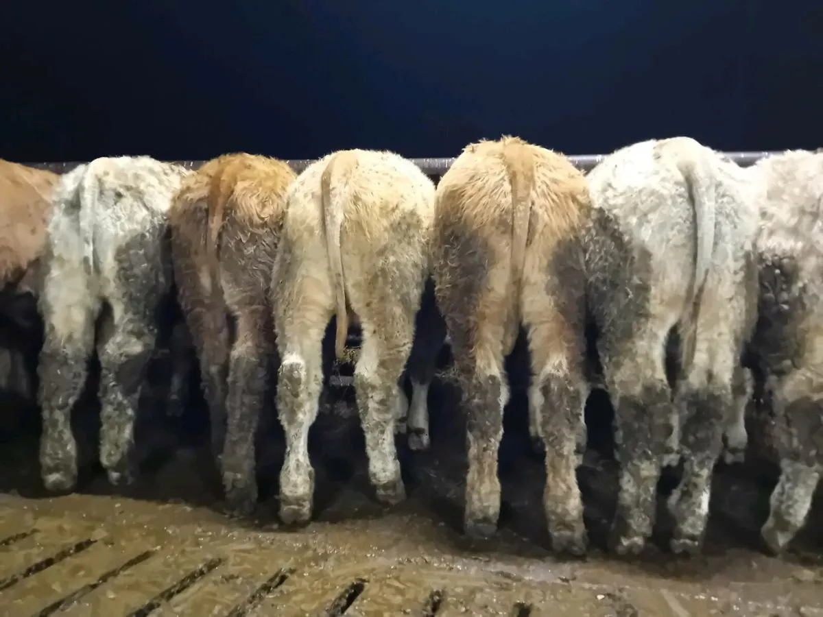 22 Smashing Charlaois Bull Weanlings - Image 1