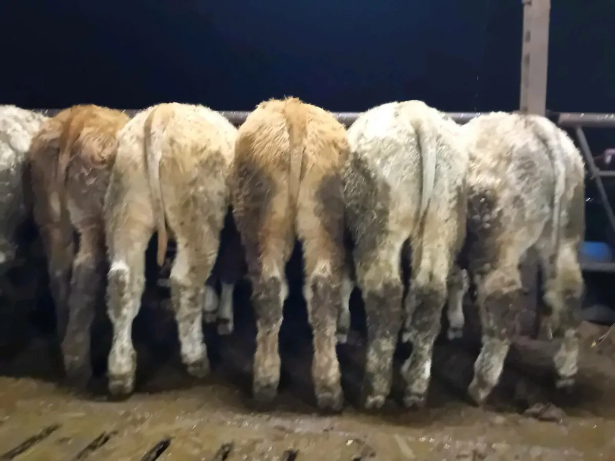 22 Smashing Charlaois Bull Weanlings - Image 2