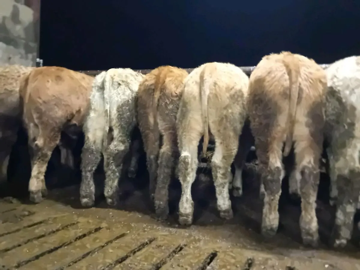 22 Smashing Charlaois Bull Weanlings - Image 3