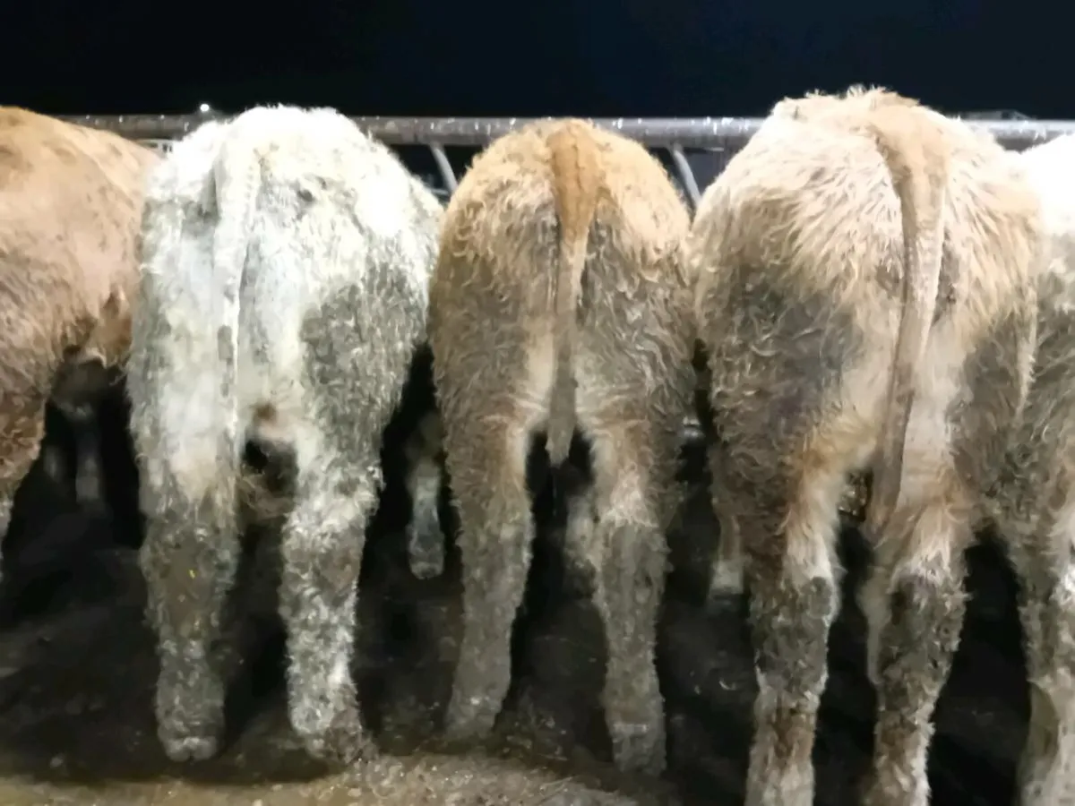 22 Smashing Charlaois Bull Weanlings - Image 4