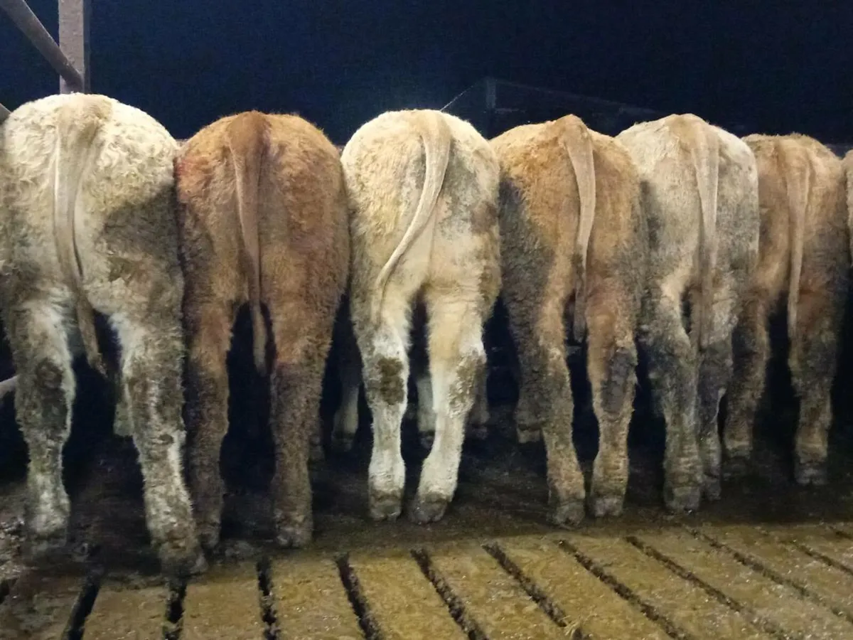 12 Smashing Golden Charlaois Bullocks - Image 1