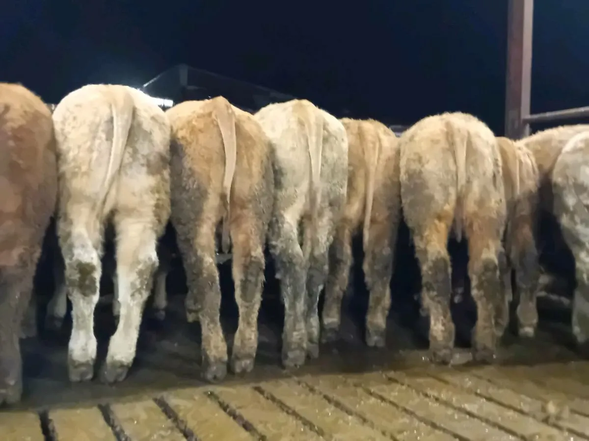 12 Smashing Golden Charlaois Bullocks - Image 2