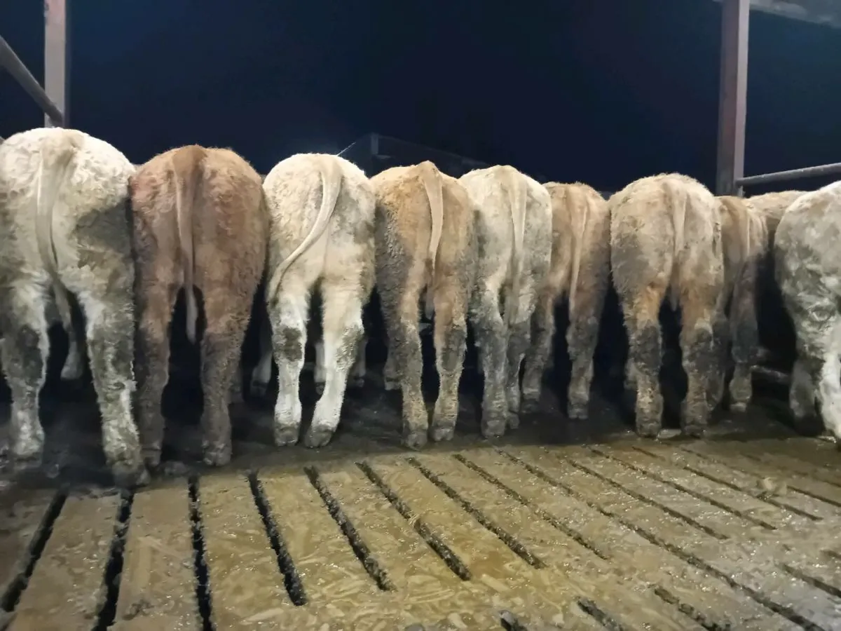 12 Smashing Golden Charlaois Bullocks - Image 3