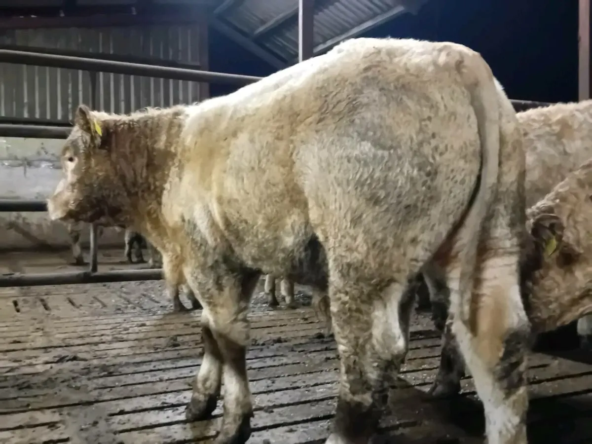 12 Smashing Golden Charlaois Bullocks - Image 4