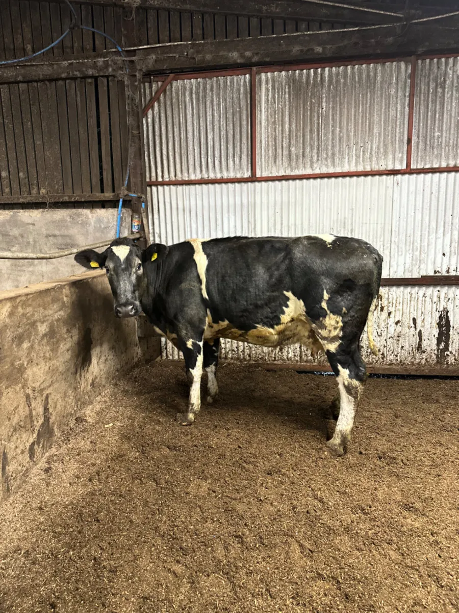 Blue springer - Image 1