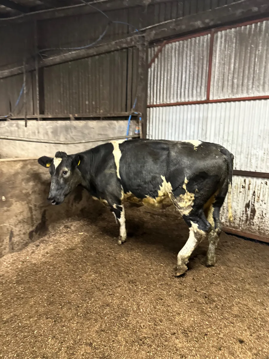 Blue springer - Image 2