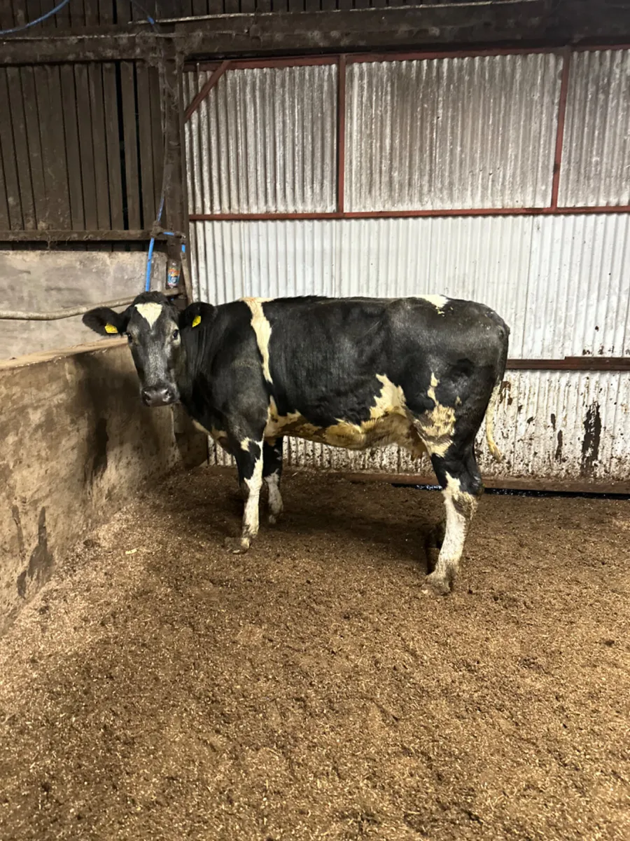 Blue springer - Image 3