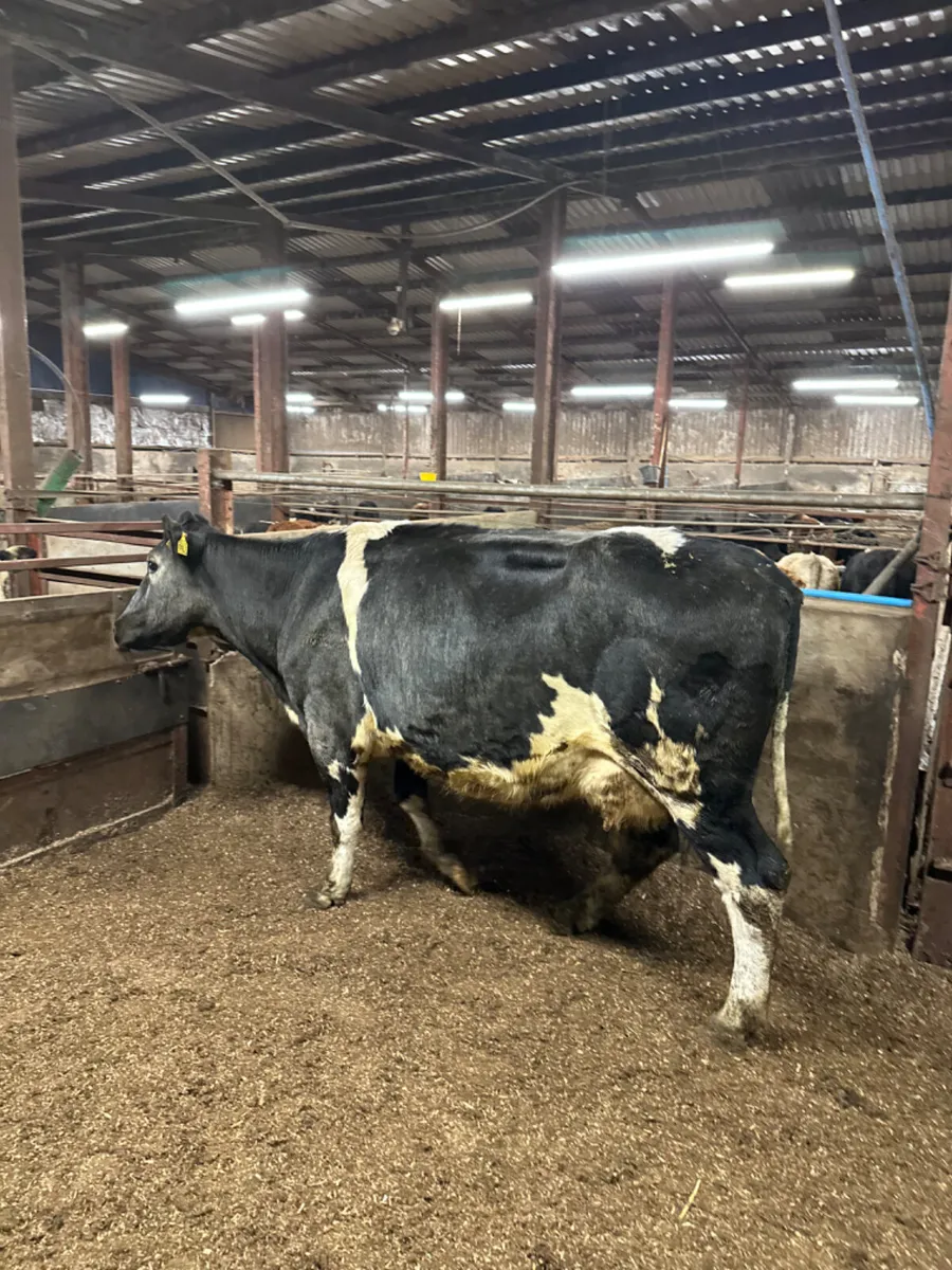 Blue springer - Image 4