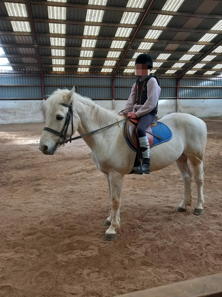 Sweet 14.2hh grey Connemara pony for sale - Image 3