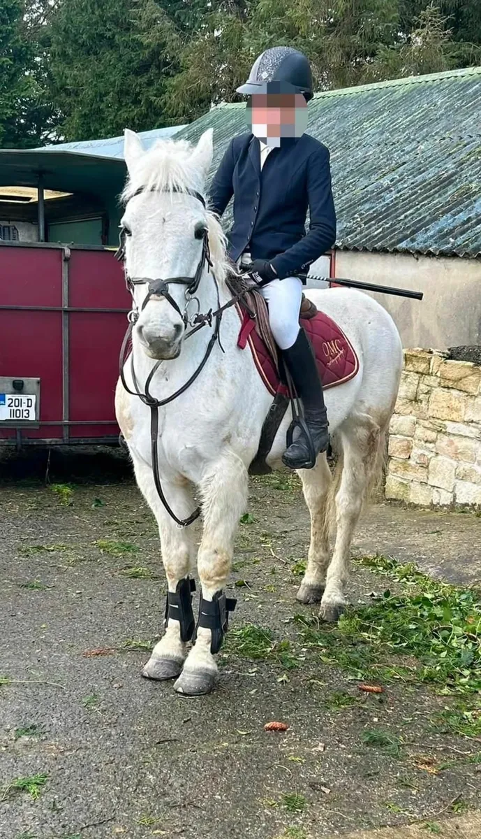 Sweet 14.2hh grey Connemara pony for sale - Image 2