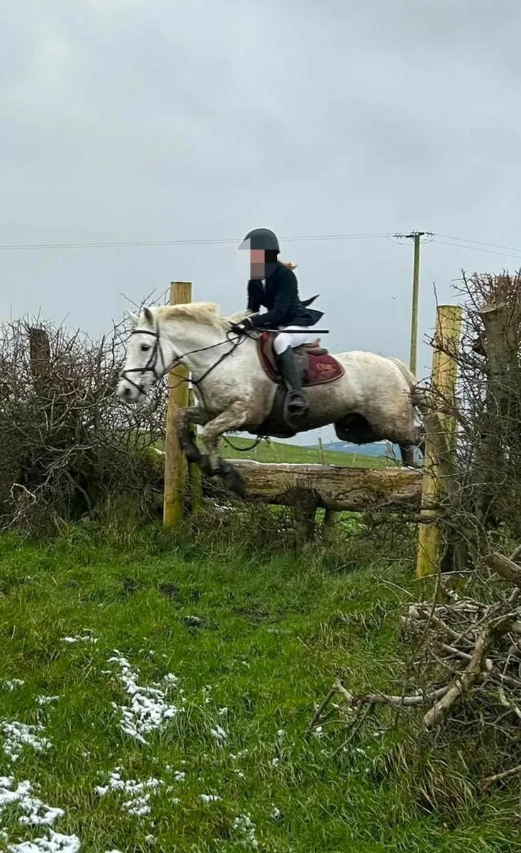 Sweet 14.2hh grey Connemara pony for sale - Image 4