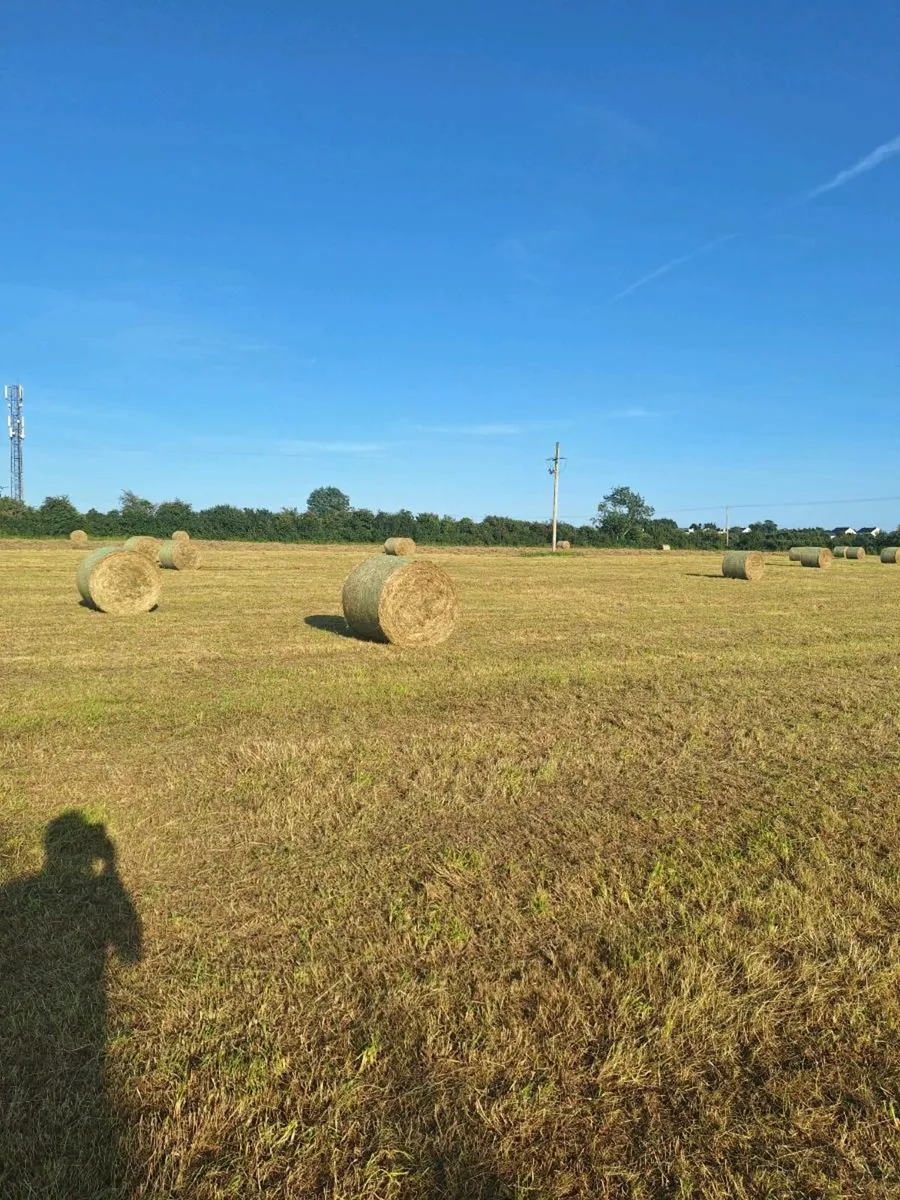 Hay - Image 2