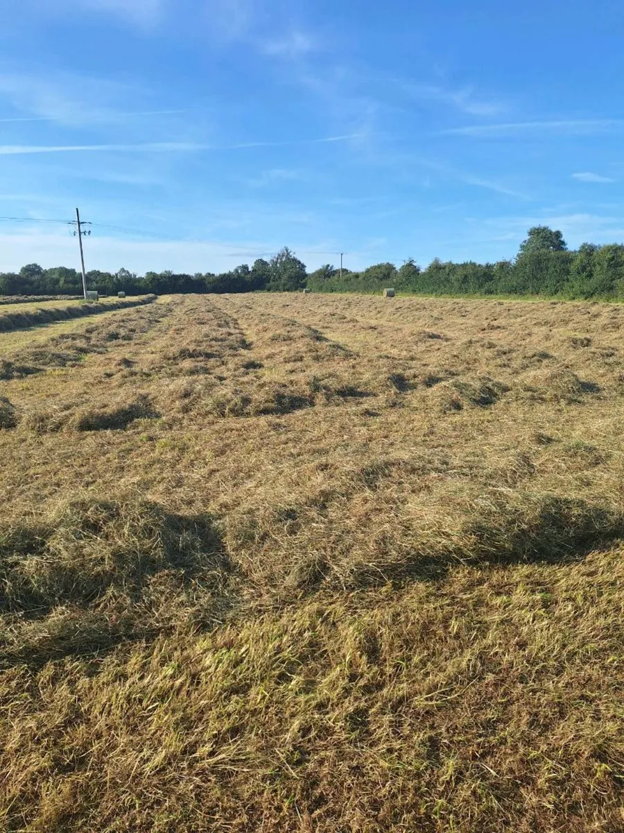 Hay - Image 3