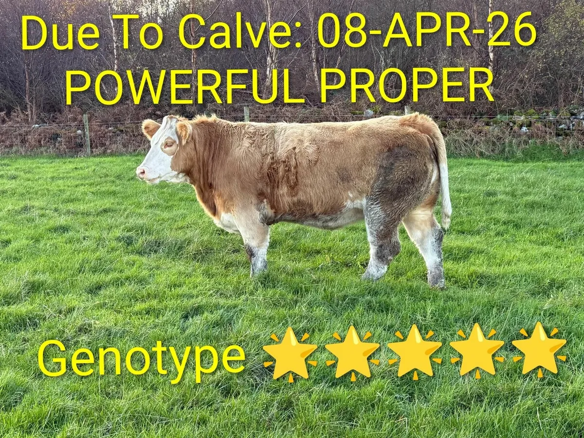 Incalf heifers Milford Mart Sat 15th - Image 2