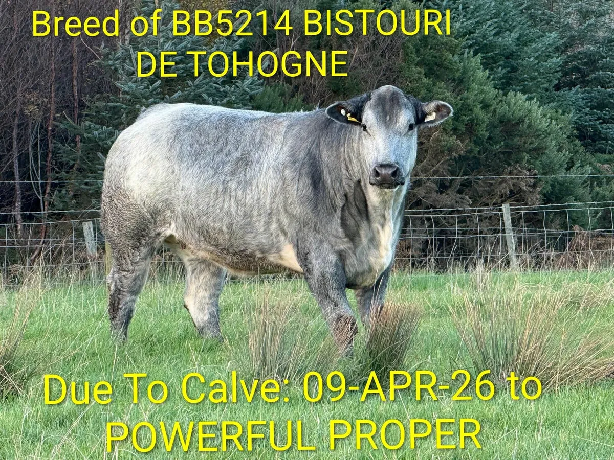 Incalf heifers Milford Mart Sat 15th - Image 1