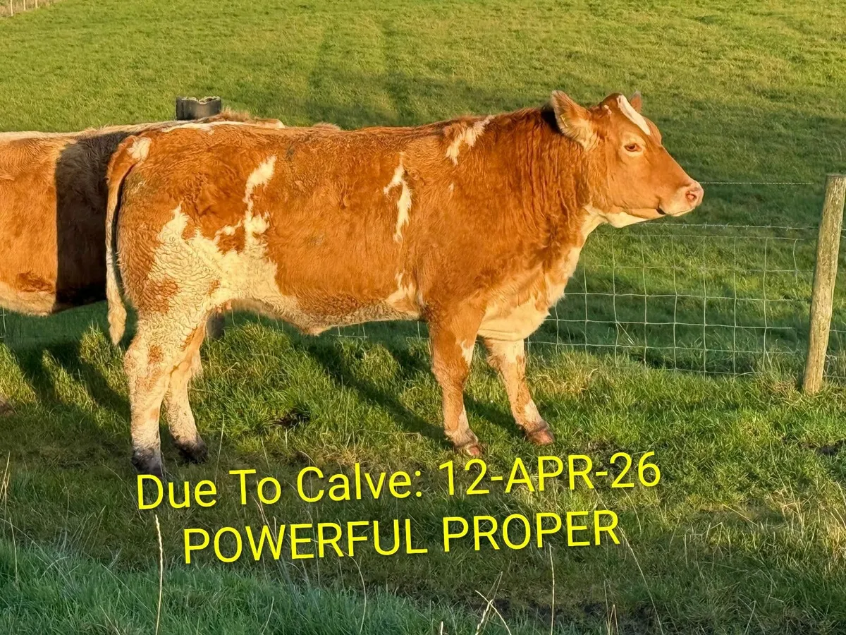 Incalf heifers Milford Mart Sat 15th - Image 3