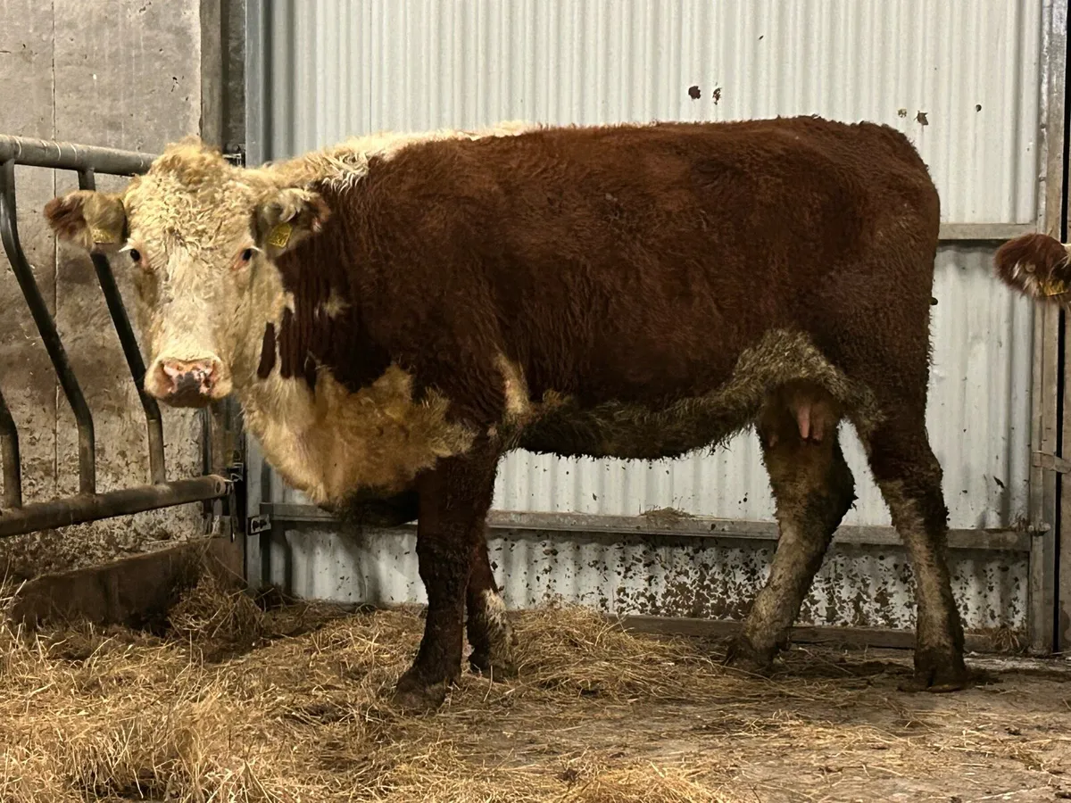 2 smashing incalf red Herefords - Image 3