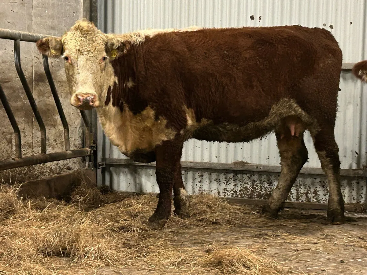 2 smashing incalf red Herefords - Image 4