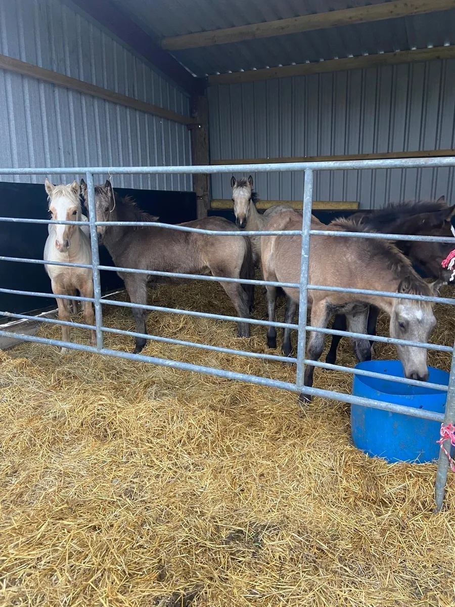 Showjumping pony stock - Image 1