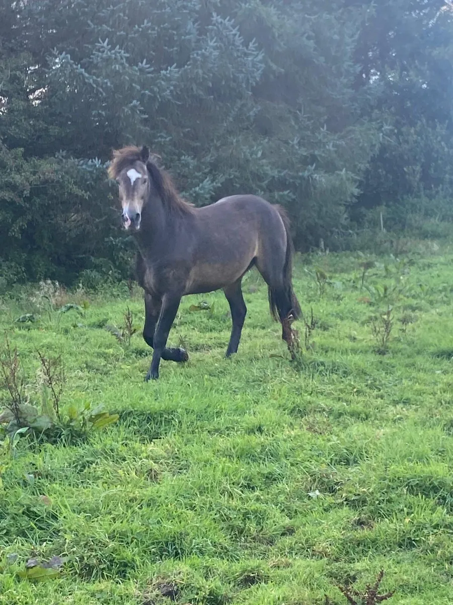 Showjumping pony stock - Image 2