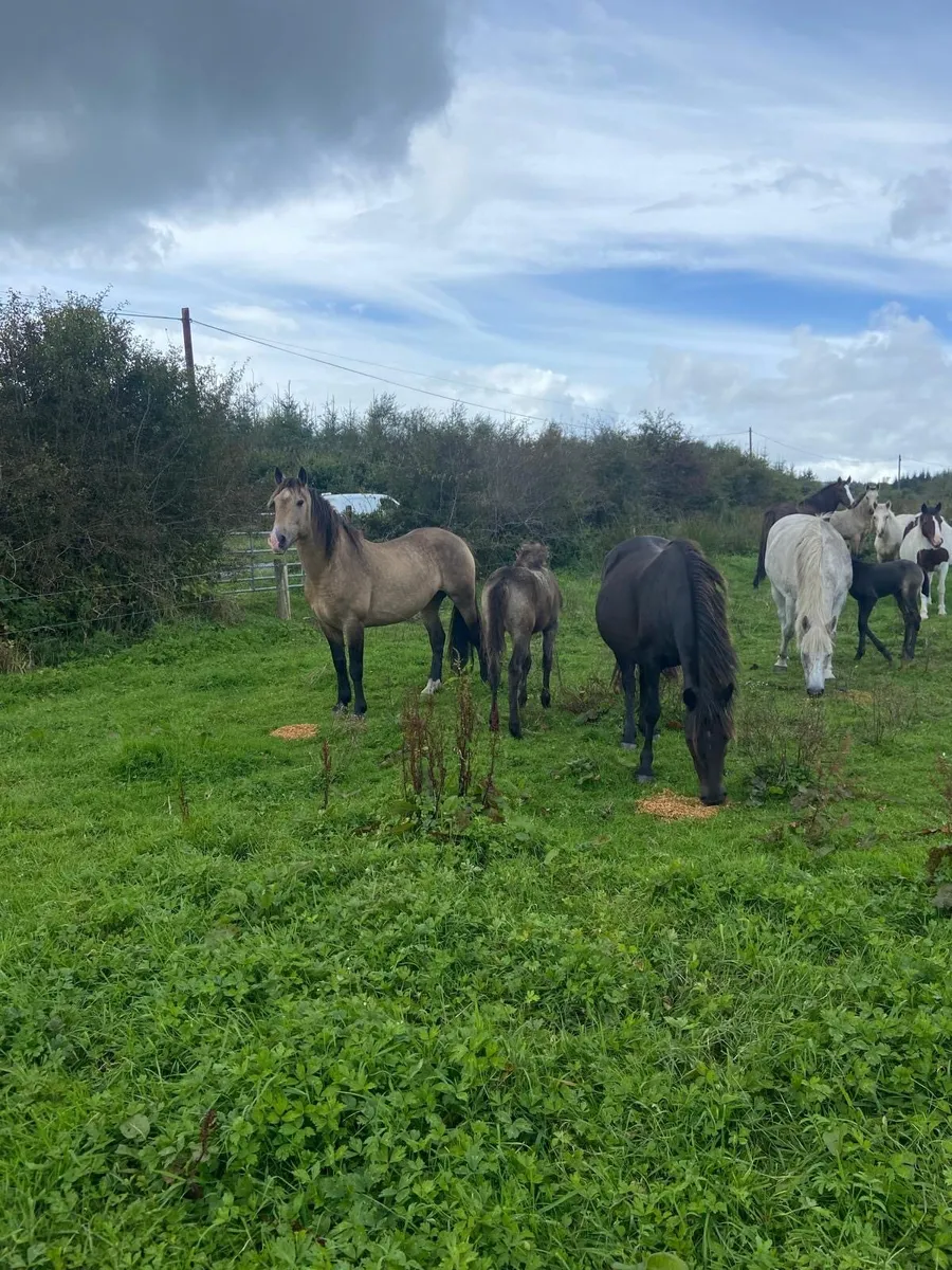Showjumping pony stock - Image 3