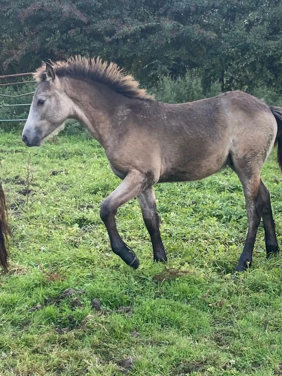 Showjumping pony stock - Image 4