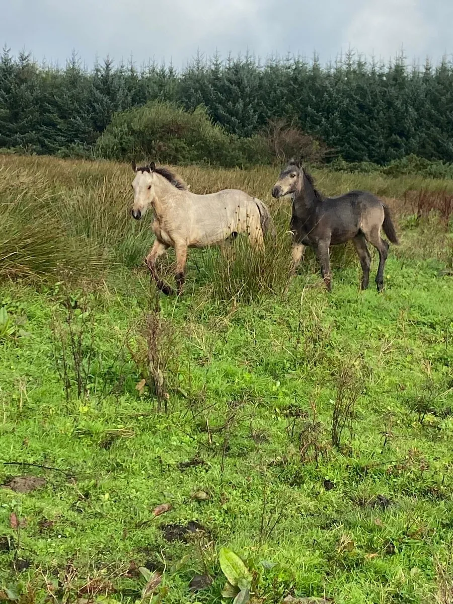Showjumping pony stock - Image 4