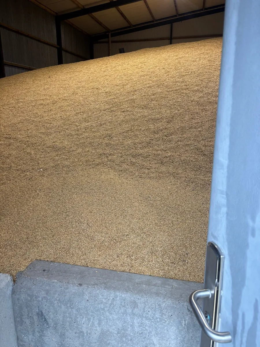 🌾Barley. - Image 2