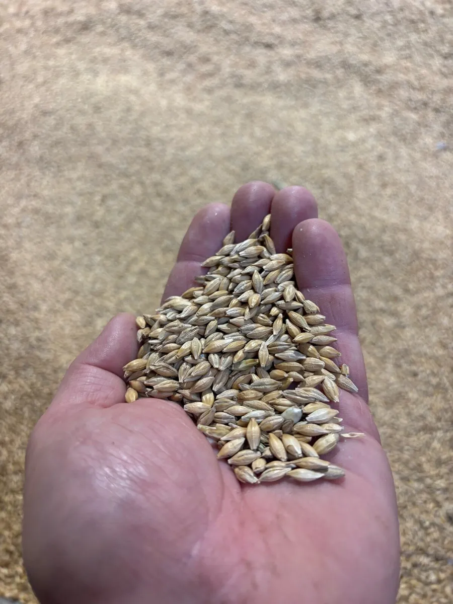 🌾Barley. - Image 3