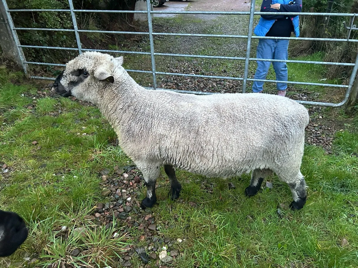 Hampshire Down Ram - Image 1