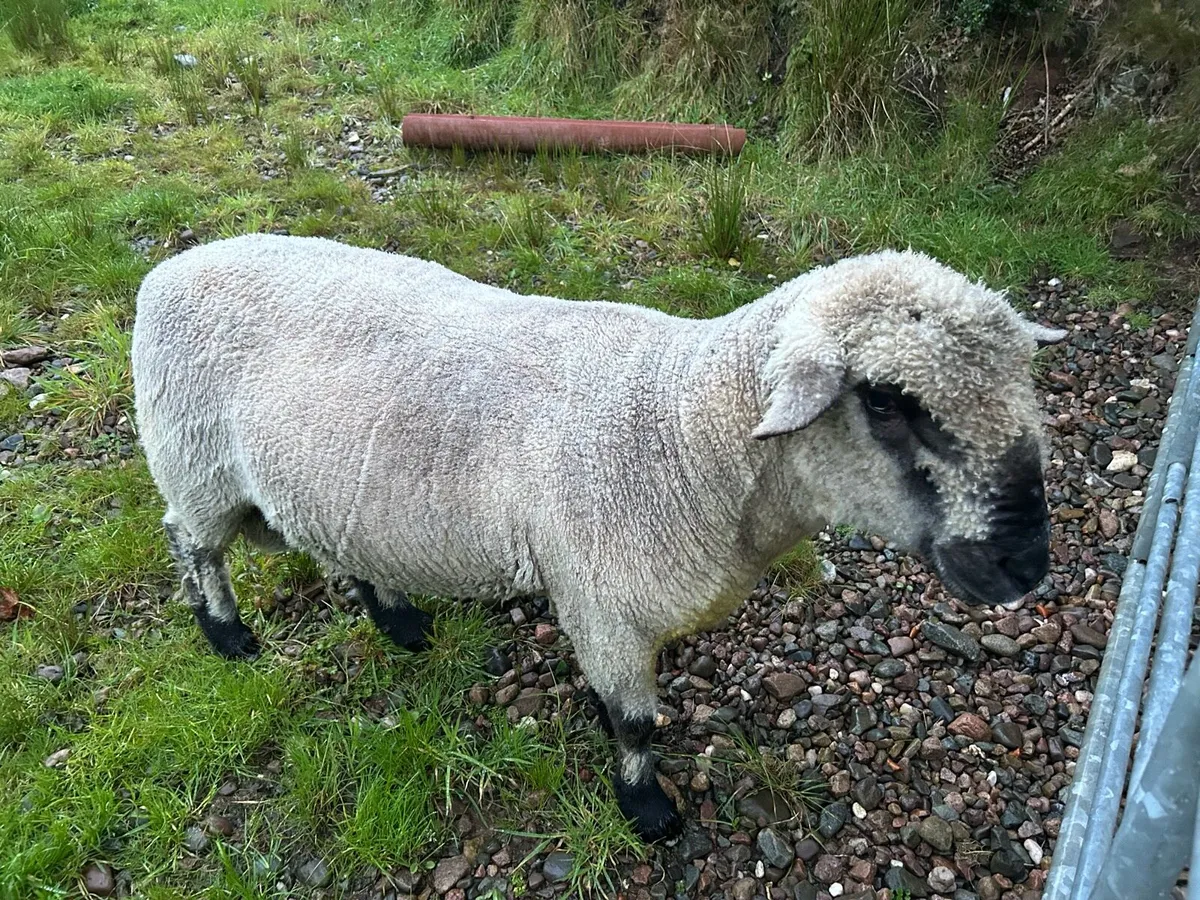 Hampshire Down Ram - Image 2