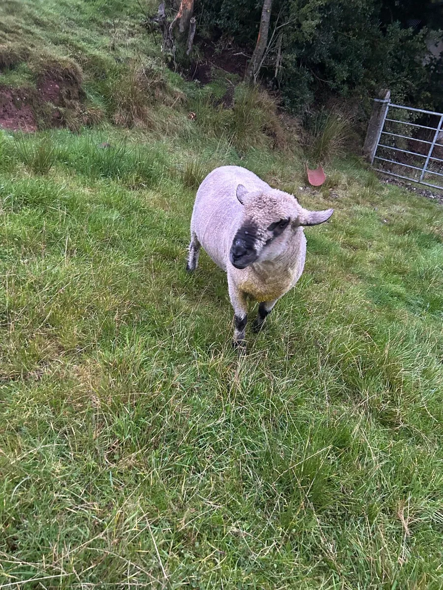 Hampshire Down Ram - Image 3