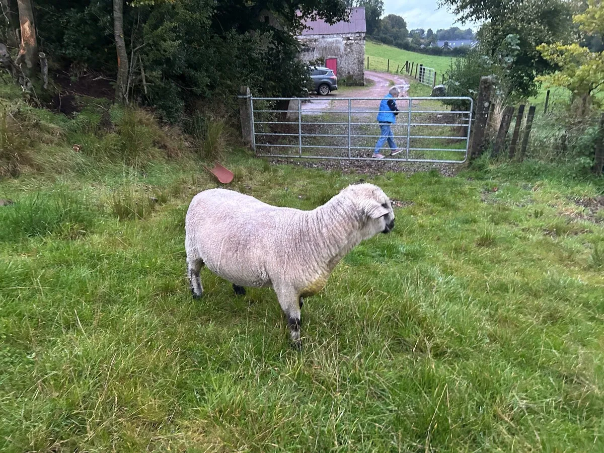 Hampshire Down Ram - Image 4