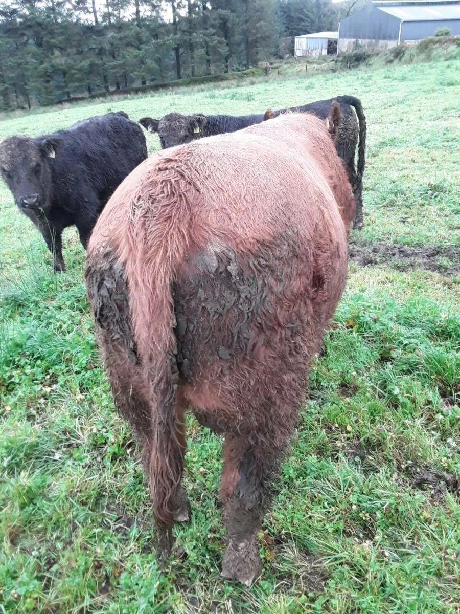 Red Angus Bull - Image 2