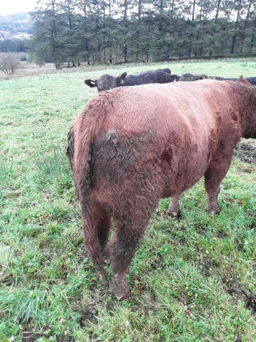 Red Angus Bull - Image 3