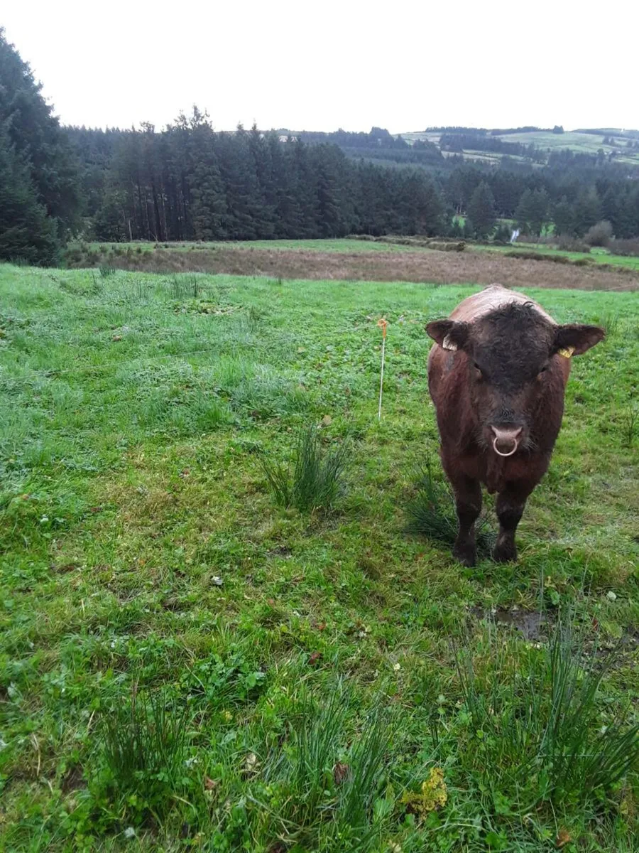 Red Angus Bull - Image 4