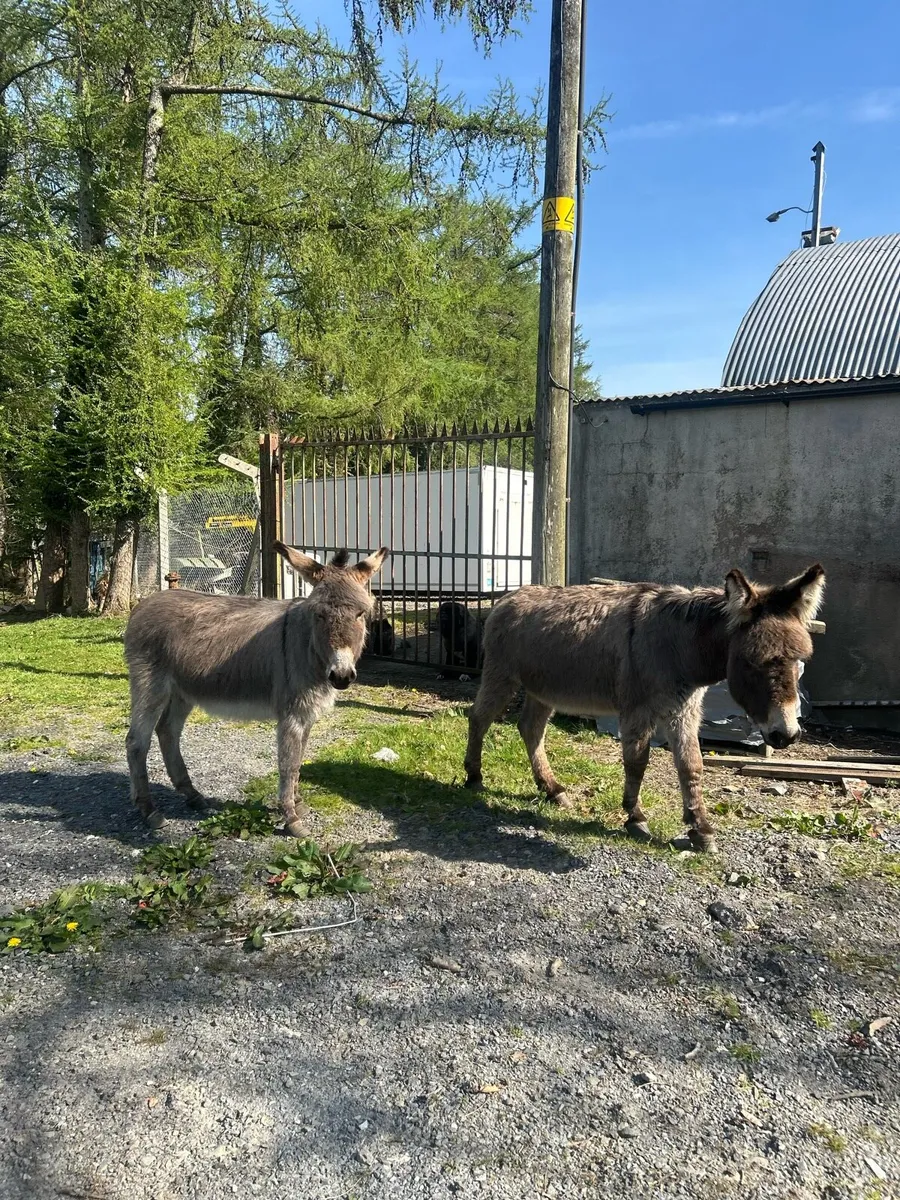 Donkeys, pigs, ponies - Image 1