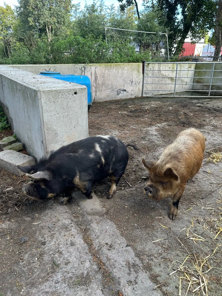 Donkeys, pigs, ponies - Image 3