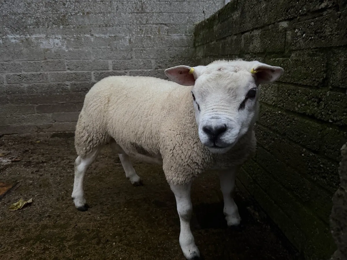 Rams for sale - Image 1