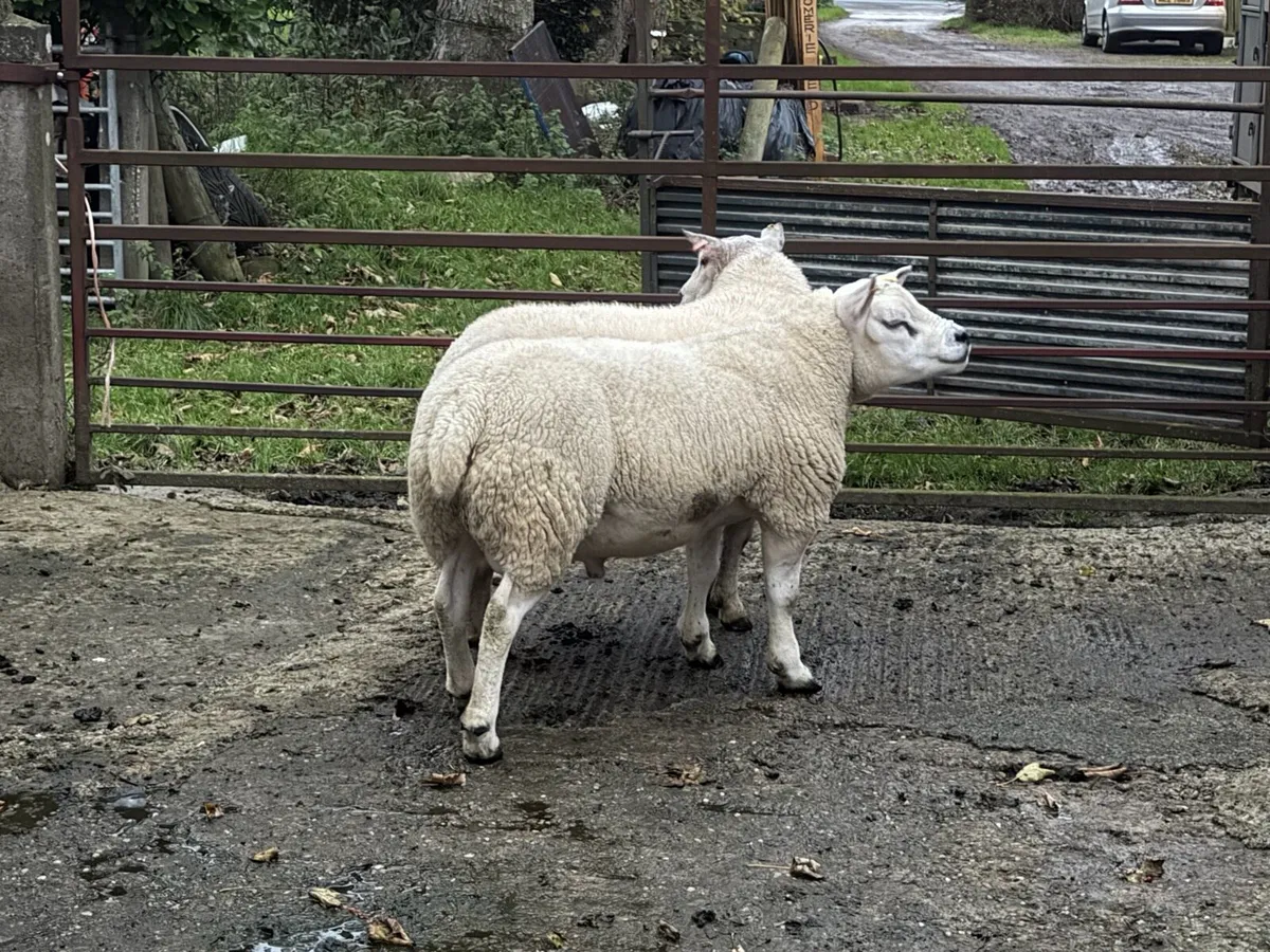 Rams for sale - Image 2