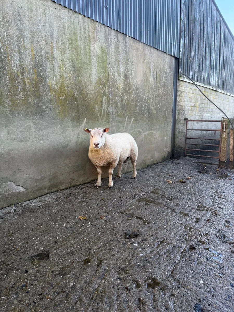 Rams for sale - Image 3