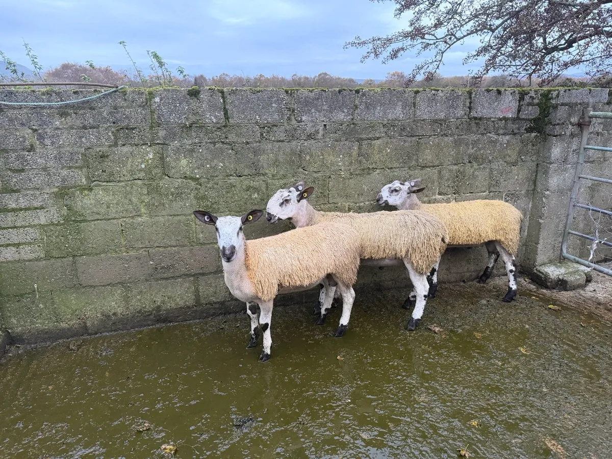 Ram lambs for sale - Image 1