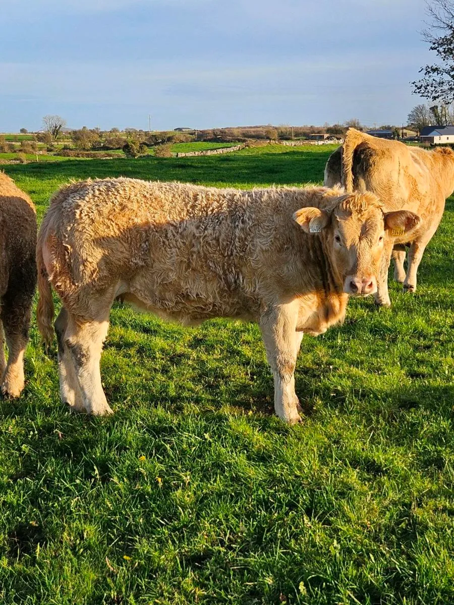 5 star weanling heifer for Ballinrobe Mart - Image 2