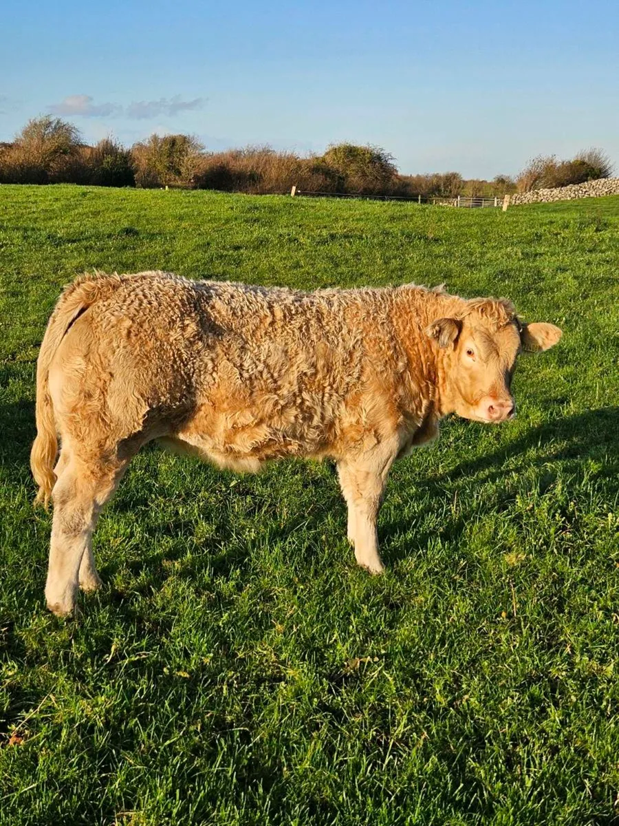 5 star weanling heifer for Ballinrobe Mart - Image 3