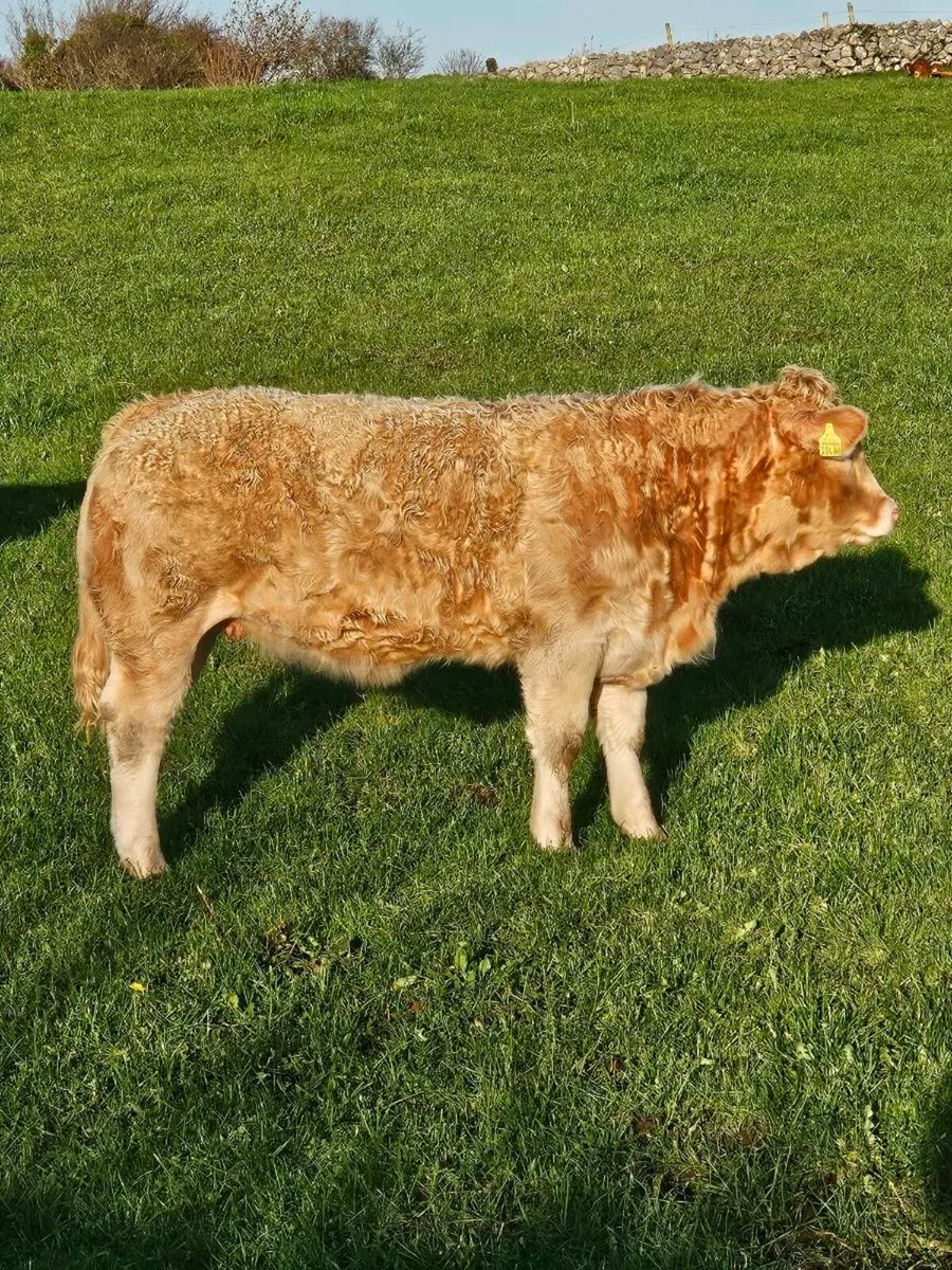 5 star weanling heifer for Ballinrobe Mart - Image 4