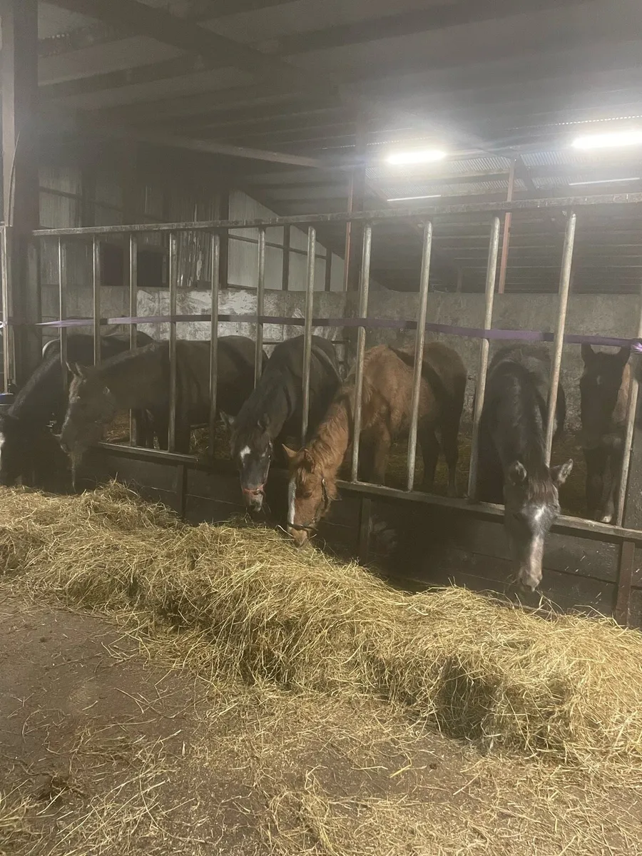 6 RID Colt foals - Image 1