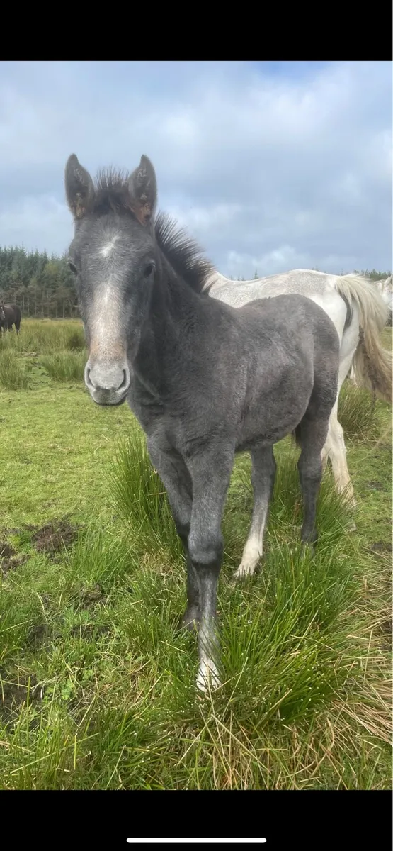 6 RID Colt foals - Image 2